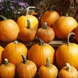 Calkins Farm Stand photo