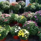 Calkins Farm Stand photo