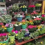 Calkins Farm Stand photo