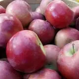 Calkins Farm Stand photo