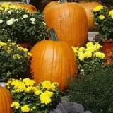 Calkins Farm Stand photo