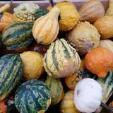 Calkins Farm Stand photo