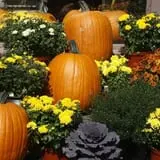 Calkins Farm Stand photo