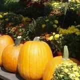 Calkins Farm Stand photo