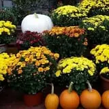 Calkins Farm Stand photo
