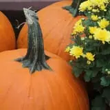 Calkins Farm Stand photo