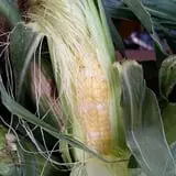 Calkins Farm Stand photo