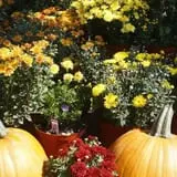 Calkins Farm Stand photo