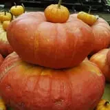 Calkins Farm Stand photo