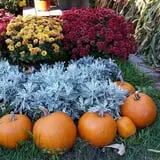 Calkins Farm Stand photo