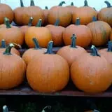 Calkins Farm Stand photo
