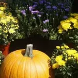 Calkins Farm Stand photo
