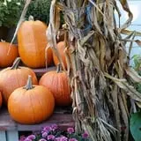 Calkins Farm Stand photo