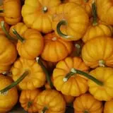 Calkins Farm Stand photo