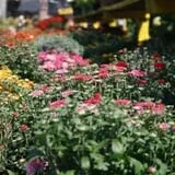 Calkins Farm Stand photo