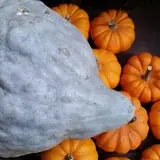 Calkins Farm Stand photo