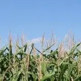 Grant's Berry Patch photo