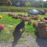 Grant's Berry Patch photo