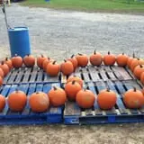 Carlson Orchards photo