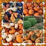 Carlson Orchards photo