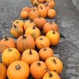 Carlson Orchards photo