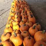 Carlson Orchards photo