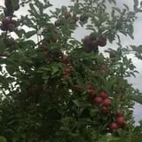 Carlson Orchards photo