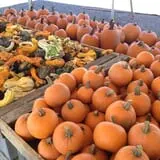Carlson Orchards photo