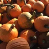 Carlson Orchards photo