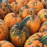 Carlson Orchards photo