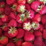 Carlson Orchards photo