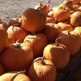 Carlson Orchards photo