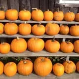 Carlson Orchards photo