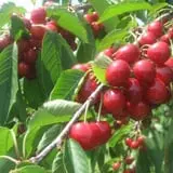 Carlson Orchards photo