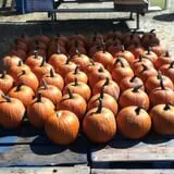 Carlson Orchards photo