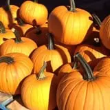 Carlson Orchards photo