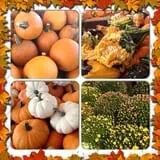Carlson Orchards photo