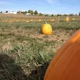 Kerby Farm Pumpkin Patch photo