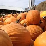 Kerby Farm Pumpkin Patch photo