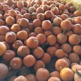 Kerby Farm Pumpkin Patch photo