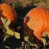 Kerby Farm Pumpkin Patch photo