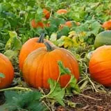 Kerby Farm Pumpkin Patch photo