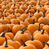 Kerby Farm Pumpkin Patch photo