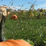 Kerby Farm Pumpkin Patch photo