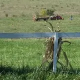 Kerby Farm Pumpkin Patch photo