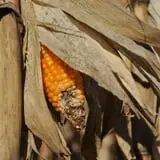 Kerby Farm Pumpkin Patch photo