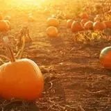 Kerby Farm Pumpkin Patch photo