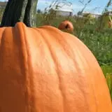 Kerby Farm Pumpkin Patch photo