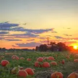 Kerby Farm Pumpkin Patch photo