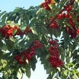 Ochs Orchard photo